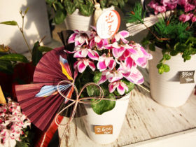 スタッフ作の寄せ植えたちの紹介
