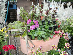 スタッフ作の寄せ植え
