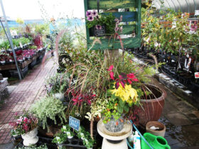 スタッフ作の寄せ植え