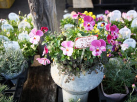 スタッフ作の寄せ植え