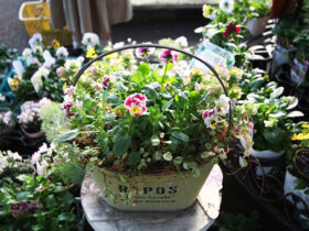 スタッフ作の寄せ植え