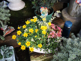 スタッフ作の寄せ植え