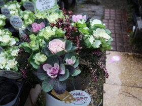 スタッフ作の寄せ植え