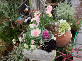 スタッフ作の寄せ植え