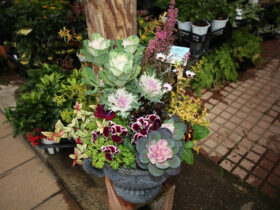 スタッフ作の寄せ植え
