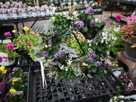 スタッフ作の寄せ植え