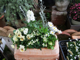 スタッフ作の寄せ植え