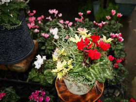 スタッフ作の寄せ植え