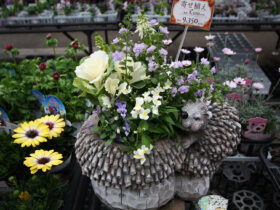 スタッフ作の寄せ植え