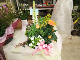 スタッフ作の寄せ植え