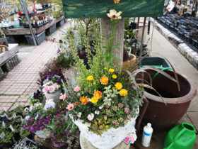 スタッフ作の寄せ植え