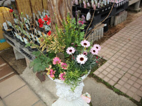 スタッフ作の寄せ植え