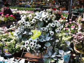 スタッフ作の寄せ植え