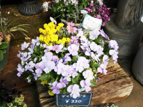 スタッフ作の寄せ植え