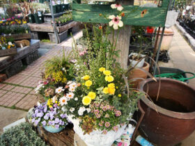 スタッフ作の寄せ植え
