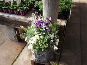 スタッフ作の寄せ植え
