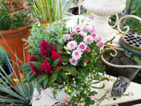 スタッフ作の寄せ植え