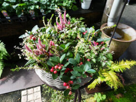 スタッフ作の寄せ植え