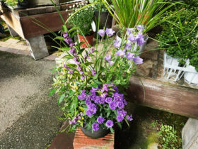 スタッフ作の寄せ植え