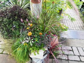スタッフ作の寄せ植え