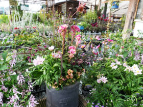 スタッフ作の寄せ植え