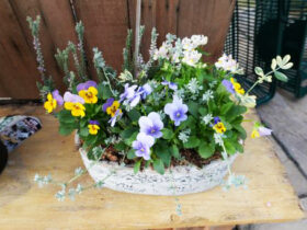 スタッフ作の寄せ植え