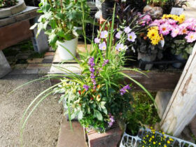 スタッフ作の寄せ植え