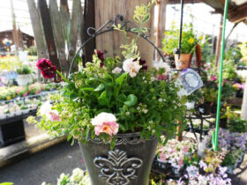 スタッフ作の寄せ植え