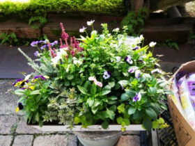 スタッフ作の寄せ植え