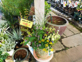 スタッフ作の寄せ植え