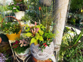 スタッフ作の寄せ植え