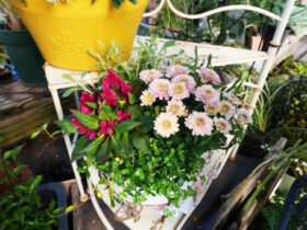 スタッフ作の寄せ植え