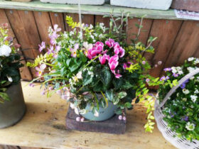 スタッフ作の寄せ植え