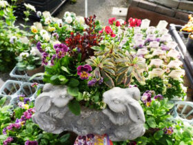 スタッフ作の寄せ植え