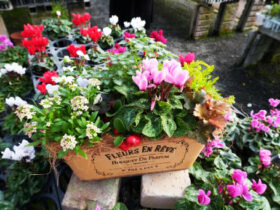 スタッフ作の寄せ植え