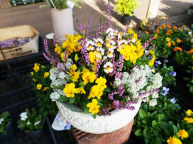 スタッフ作の寄せ植え