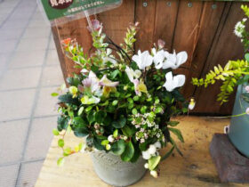 スタッフ作の寄せ植え