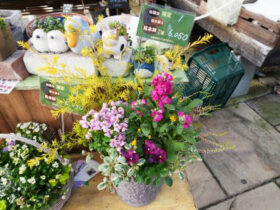 スタッフ作の寄せ植え