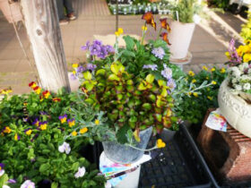 スタッフ作の寄せ植え