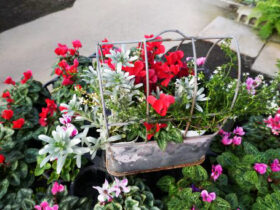 スタッフ作の寄せ植え