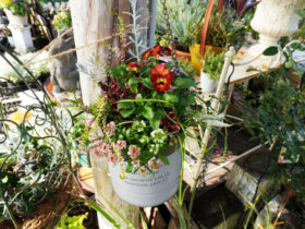 スタッフ作の寄せ植え