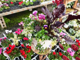 スタッフ作の寄せ植え