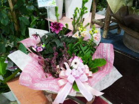 スタッフ作の寄せ植え