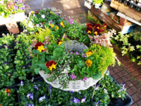 スタッフ作の寄せ植え