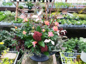 スタッフ作の寄せ植え