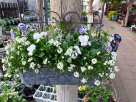 スタッフ作の寄せ植え