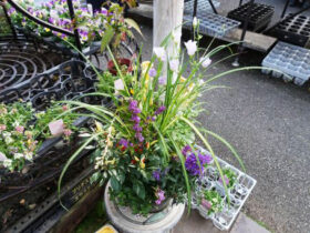 スタッフ作の寄せ植え