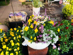 スタッフ作の寄せ植え