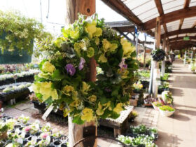 スタッフ作の寄せ植え