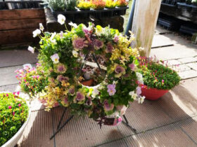 スタッフ作の寄せ植え